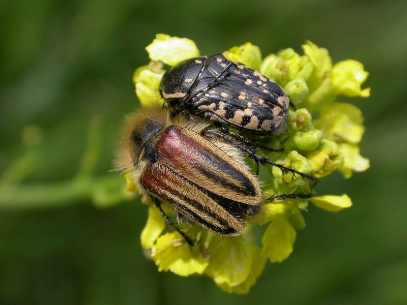 United colours of ......